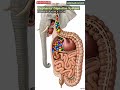 Elephant 🐘 Digestive System Animation/Animal Anatomy/Animal AI Art /45