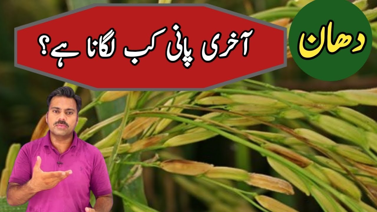 Abid Rice Last irrigation in paddy field | Last watering time in rice field ...