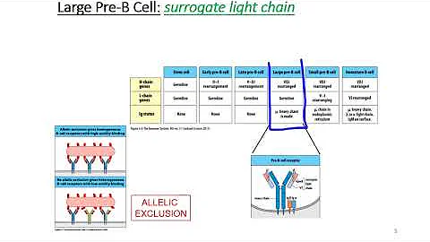 B Cell Development - DayDayNews