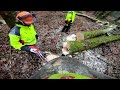 Laubholzernte Dez 2024 15 #husqvarna #stihl #buche #esche #ahorn #timber #forest #wood #wald #holz