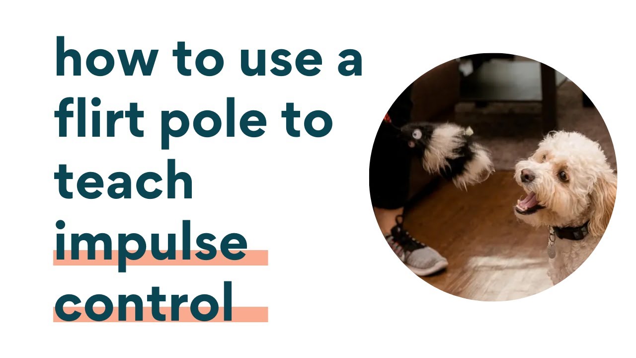 Teaching your puppy Impulse Control using a flirt pole