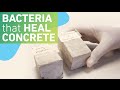 Self-Healing Concrete Quiz