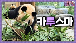 Sub 우리집은 나 루대장이 지켜오 전지적 할부지 시점 Ep.240