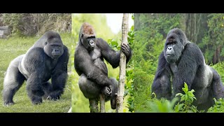 Spy Gorilla \& Cute Monkey Plays Magical Color Shutters Game  Funny Animals Cartoon and Animals Video