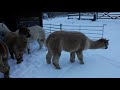 Anitas Alpacas - In the Snow Feb 2018