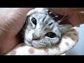 耳が痒かった猫 耳掃除でスッキリ