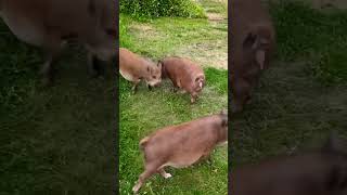 Vietnámi Csüngőhasú Malackák