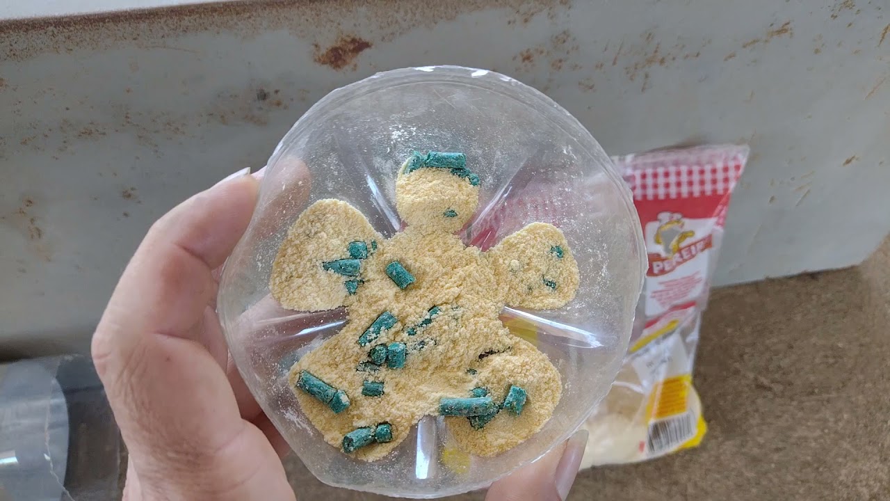 Quanto Tempo O Rato Morre Depois De Comer Veneno Ratak 10?