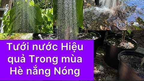 Cách tưới nước cho cây trong mùa hè nóng nực một cách hiệu quả