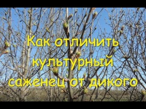 Как отличить дичек от культурного (сортового) растения