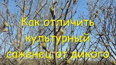 Как отличить дичек от культурного (сортового) растения