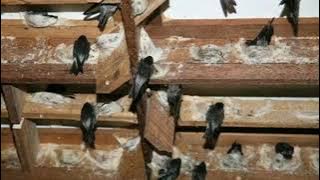 suara burung walet panggil tarik inap terbaik