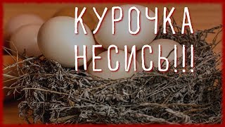10 СОВЕТОВ ЧТОБЫ КУРЫ неслись ЗИМОЙ КАК ЛЕТОМ. #2. Чем кормить кур чтобы хорошо неслись? 10 СОВЕТОВ ЧТОБЫ КУРЫ неслись ЗИМОЙ КАК ЛЕТОМ. #2. Чем кормить кур чтобы хорошо неслись?