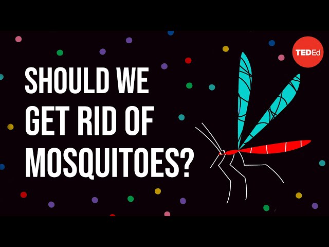 Ethical dilemma: Should we get rid of mosquitoes? - Talya Hackett class=