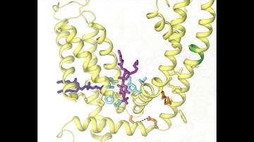 Conformational changes in TRPV6 allosterically inhibited by 2-APB – Sobolevsky Lab