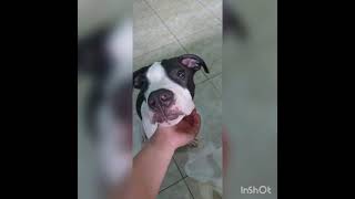 Evolução pitbull preto e branco Noob