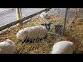 My First Time Exploring￼ The Evergreen State Fair Monroe Wa August 27, 2018