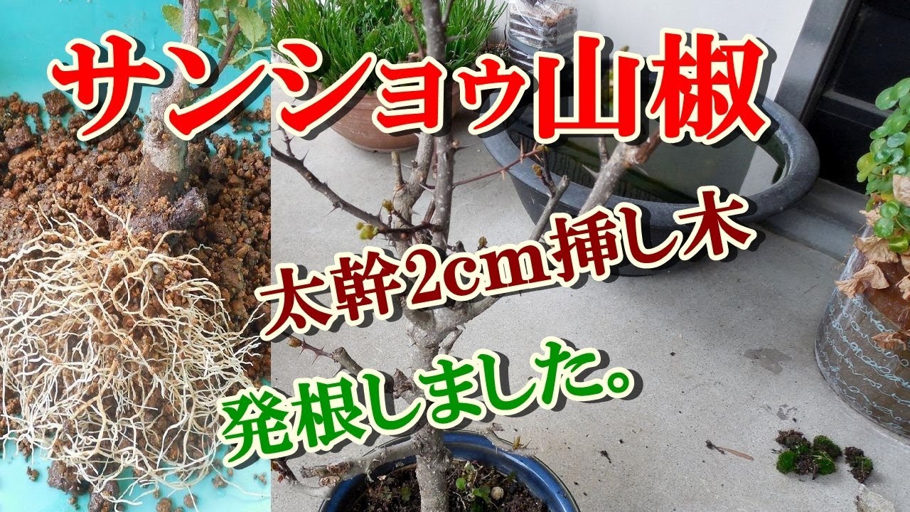 山椒 挿し木 Bonsai太幹2ｃｍのサンショウを挿し木 発根したので植え替え Youtube