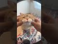 😹 #cat #cute #cuteanimal #funny