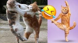 Funny Cats and Dogs video compilation #24|#funny#cat#animals