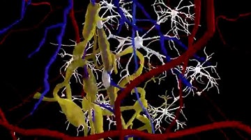 Animation fly through of brain  Neurons in 3d animation