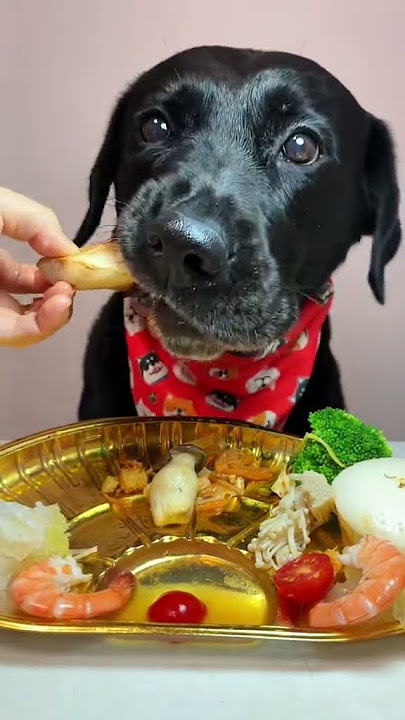 Download lagu Are You Feeding Your Dog THIS Dangerous Food?