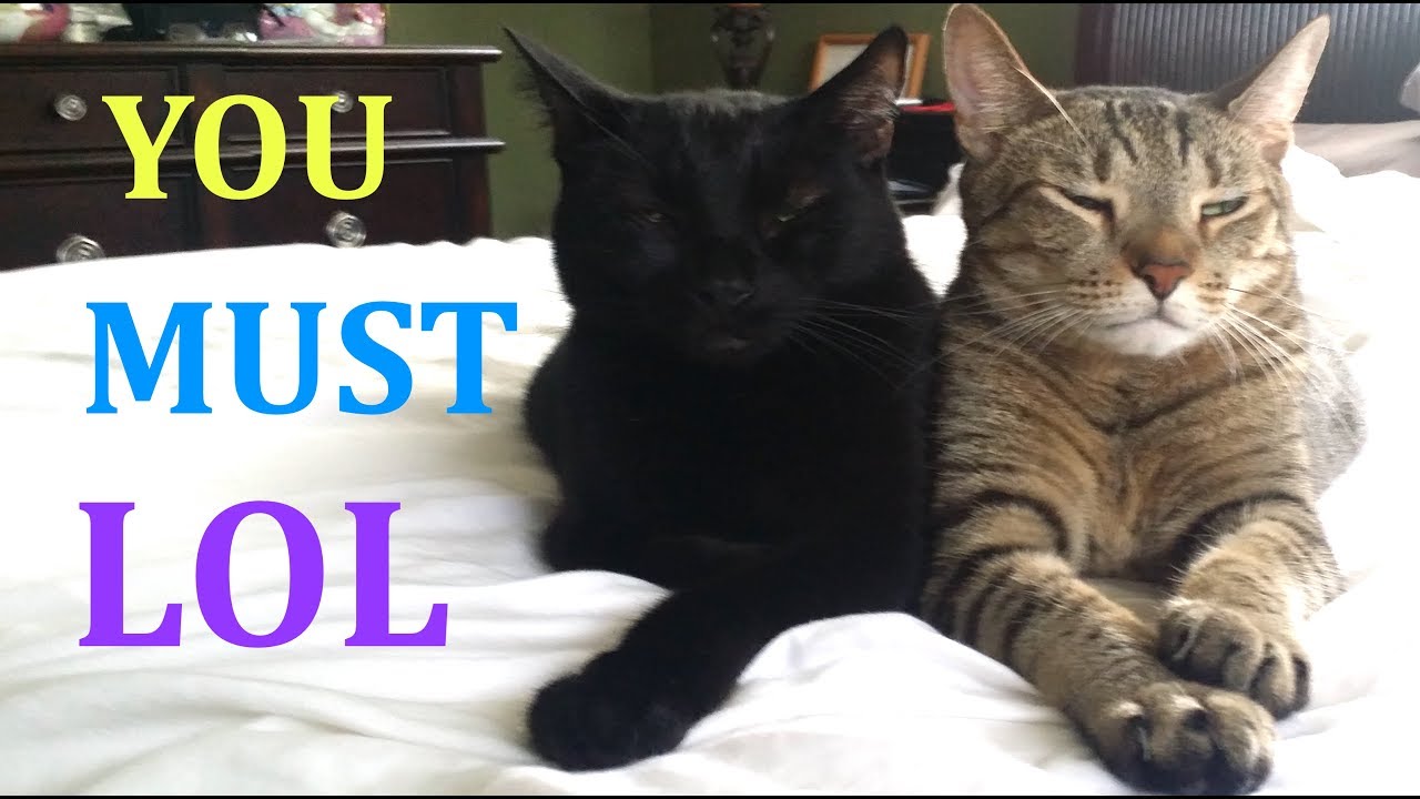 😸SOME FUNNY CAT JOKES😼to make you SMILE!😸 - YouTube