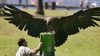 Largest flying bird in the World | Andean Condor Size