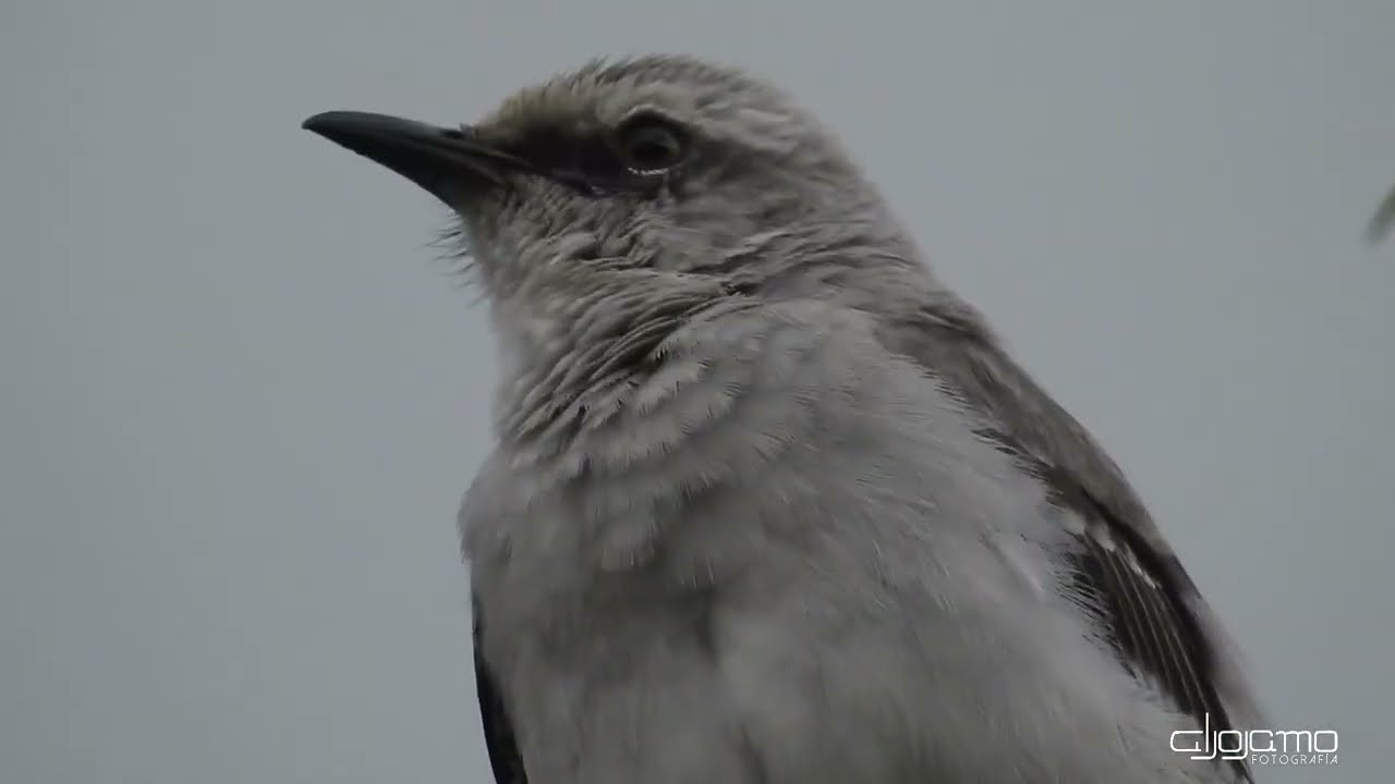 20220219 NKP900 CONCIERTO SINSONTES 2