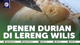 Menikmati Durian Langsung dari Pohon Di Lereng Wilis Madiun