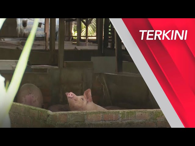 [TERKINI] Penyakit Demam Babi Afrika menjangkiti ternakan di Sungai Bakap class=