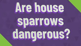 Are house sparrows dangerous?