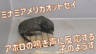 アポロの鳴き声に反応する子のようす