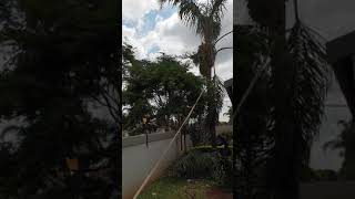 How to cut down a palm tree perfectly