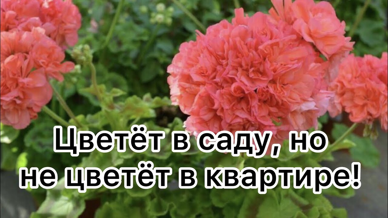 Цветёт в открытом грунте, но не цветёт в квартире‼️🤷🏻‍♀️ #пеларгония # ...