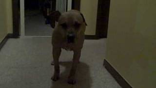 dog spondylosis