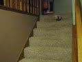 Hamlet the Mini Pig - Goes Down the Stairs