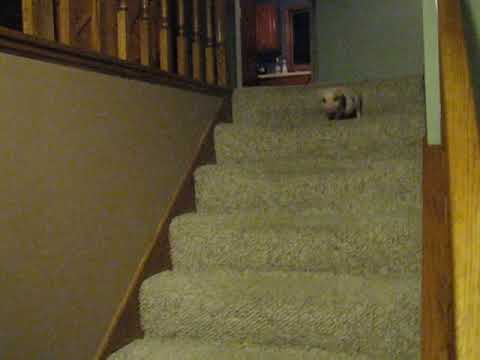 Hamlet the Mini Pig - Goes Down the Stairs