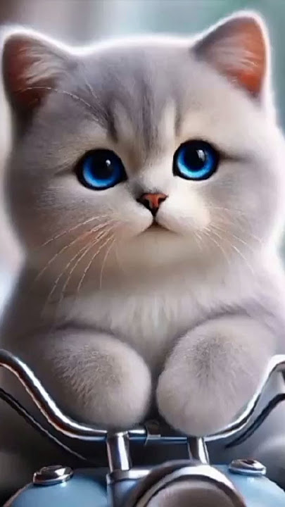 Anta Syamsun Anta Badrun #kucingsholawat #cutecate