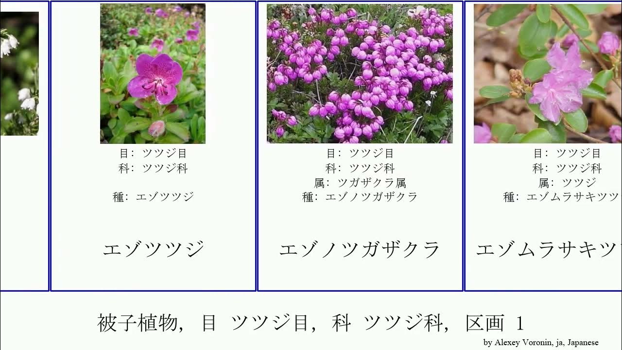 被子植物 目 ツツジ目 科 ツツジ科 区画 1 Angiosperms Fuse キバナツツジ オオバスノキ コメツツジ カルーナ属 クマコケモモ ウスノキ エゾムラサキツツジ サラル州 Youtube