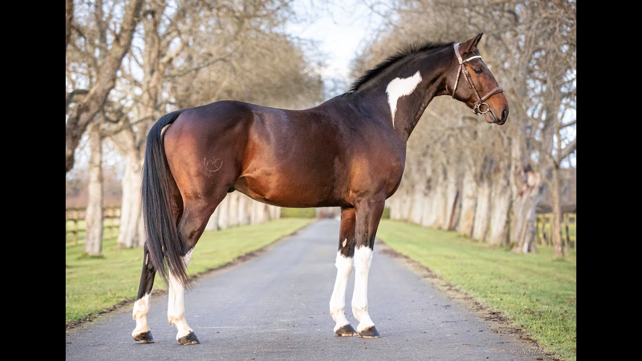 Ability Z (Argentinus x Cash) & her offspring