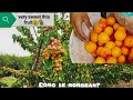 COSECHA DE MELOCOTON,DURAZNOS,DAMASCOS CHABACANOS/ APRICOTS HARVEST