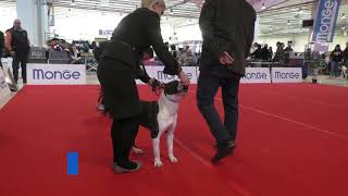 American Staffordshire Terrier- ESPOSIZIONE INTERNAZIONALE CESENA 25/01/2019