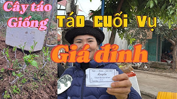 Cập Nhật Giá Táo Cuối Vụ Tại Thị Trấn Biển Động Lục Ngạn Bắc Giang...