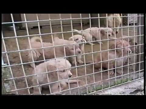 Vídeo: Puppy Mills E A Produção Em Massa De Animais De Estimação Com Pedigree