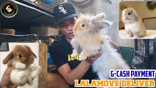 RABBIT FOR SALE  pagkakaiba ng murang rabbit sa mahal na breed!