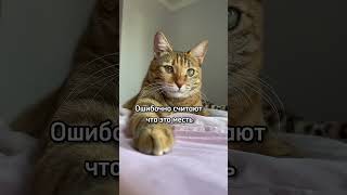 Почему Котик Метит На Кровать, Причины Такого Поведения #Кот #Кошка #Shorts