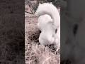 草をかけてくる保護犬コマメ
