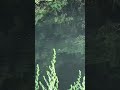陸っぱりでトップウォーター釣り 【荒井謙太】#shorts
