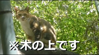 垂直の木を物凄い勢いで登る猫　Cat walk